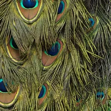 peacock feathers close-up at Los Angeles Arboretum related to Elegant Nursery Themes Inspired by Nature