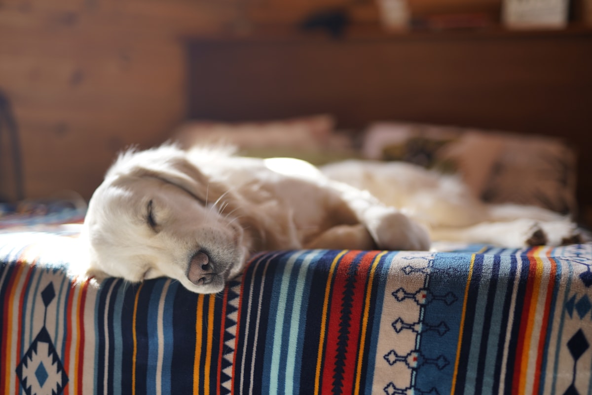 pet dog laying on bed related to Ultimate Guide to Finding the Perfect Dog Bed on Amazon
