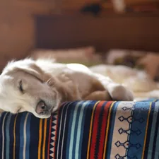 pet dog laying on bed related to Ultimate Guide to Finding the Perfect Dog Bed on Amazon