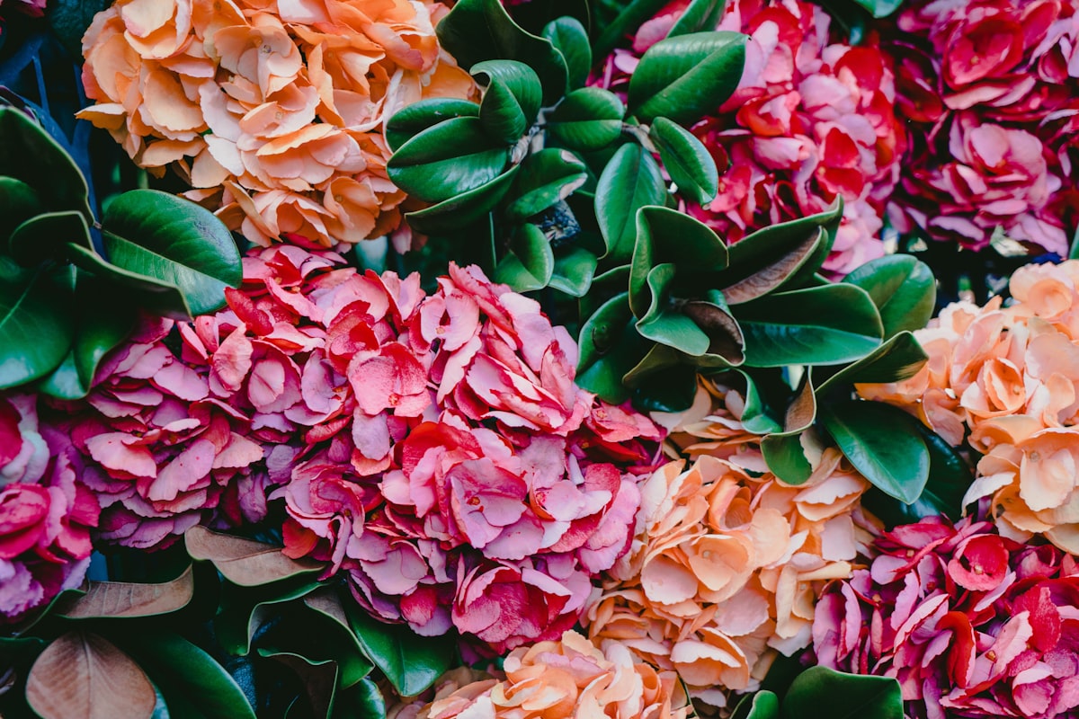 pink and orange hydrangeas in bloom close up photography related to Blooming Beauty: Floral Quilts and Coverlets