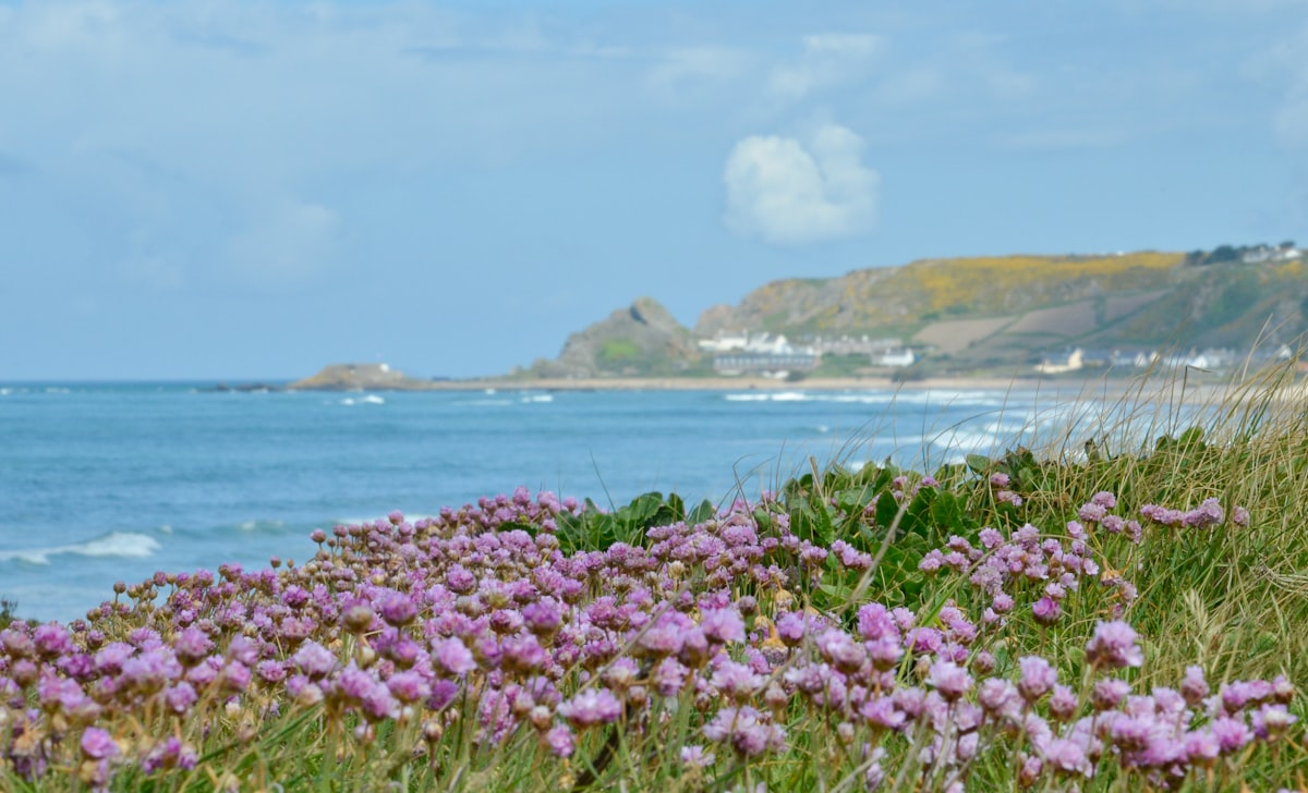 Pink sea thrift flowers on top of the big bunker at L'Ouzière Slip with L'Etacq and the headland full of yellow gorse flowers far away in the distance across the other side of St. Ouen's Bay, St. Peter, Jersey, Channel Islands related to Cozy Getaway: Bed and Breakfast in Bay St. Louis, MS