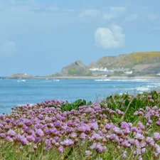 Pink sea thrift flowers on top of the big bunker at L'Ouzière Slip with L'Etacq and the headland full of yellow gorse flowers far away in the distance across the other side of St. Ouen's Bay, St. Peter, Jersey, Channel Islands related to Cozy Getaway: Bed and Breakfast in Bay St. Louis, MS
