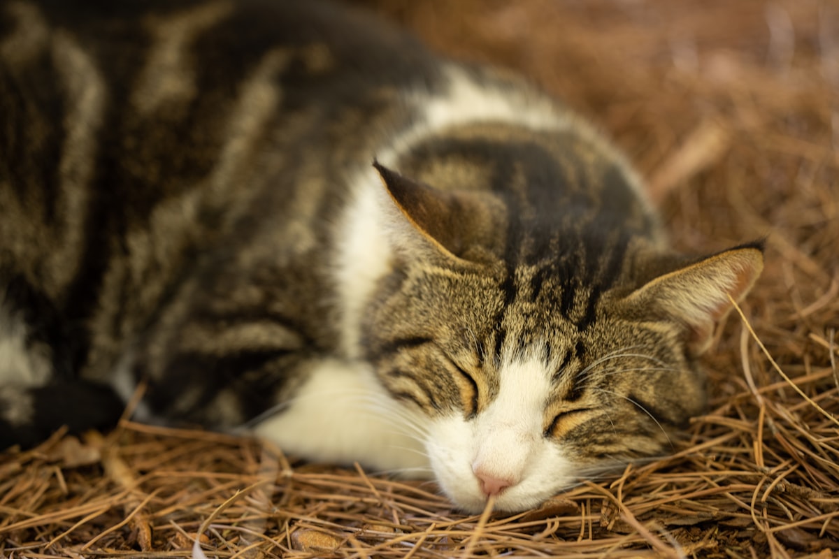 portrait of a cute cat related to Warm Solutions for Outdoor Cats