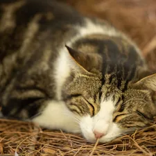 portrait of a cute cat related to Warm Solutions for Outdoor Cats