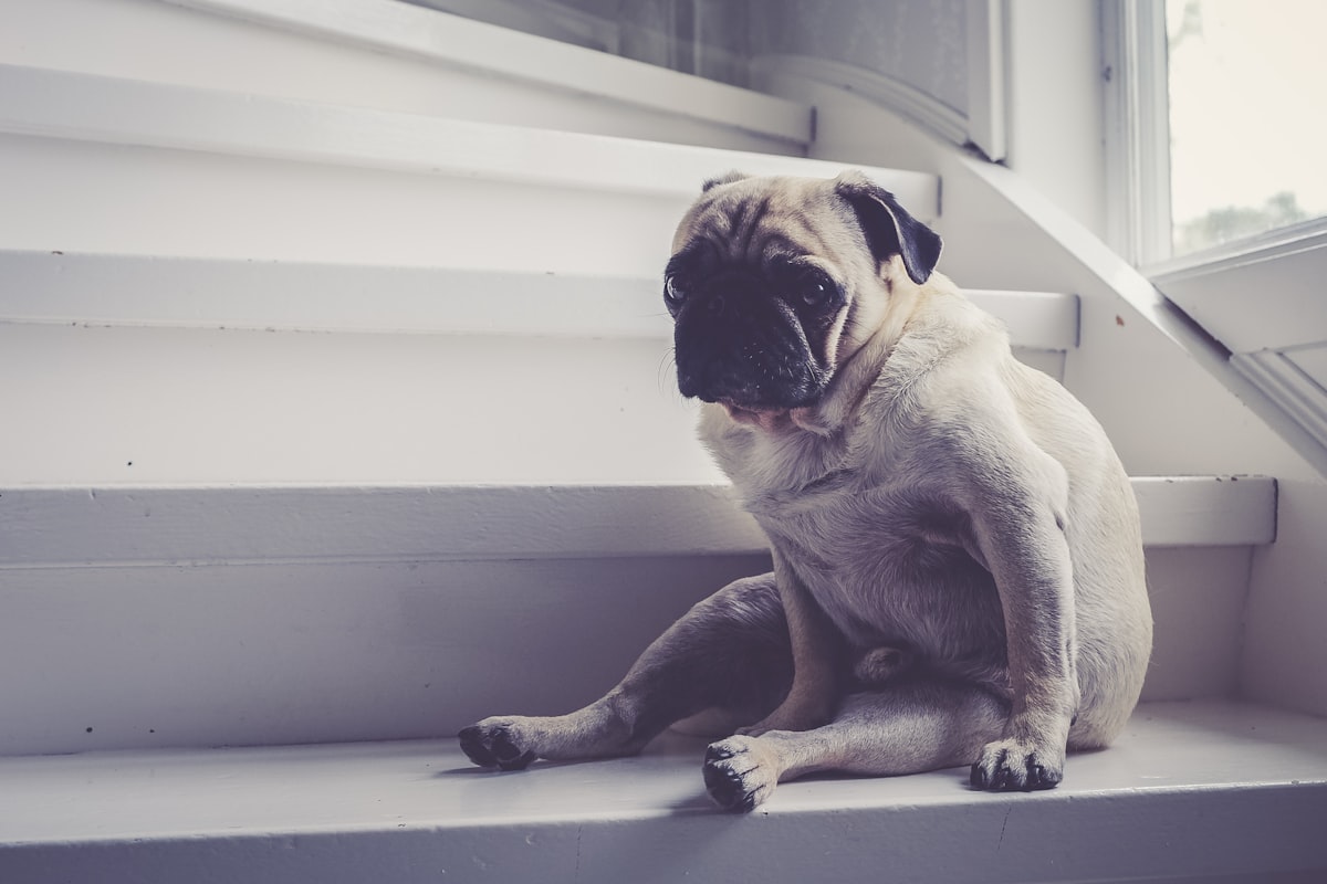 pug sitting on stairs related to Choosing the Perfect Dog Stairs for Your High Bed
