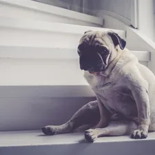 pug sitting on stairs related to Choosing the Perfect Dog Stairs for Your High Bed