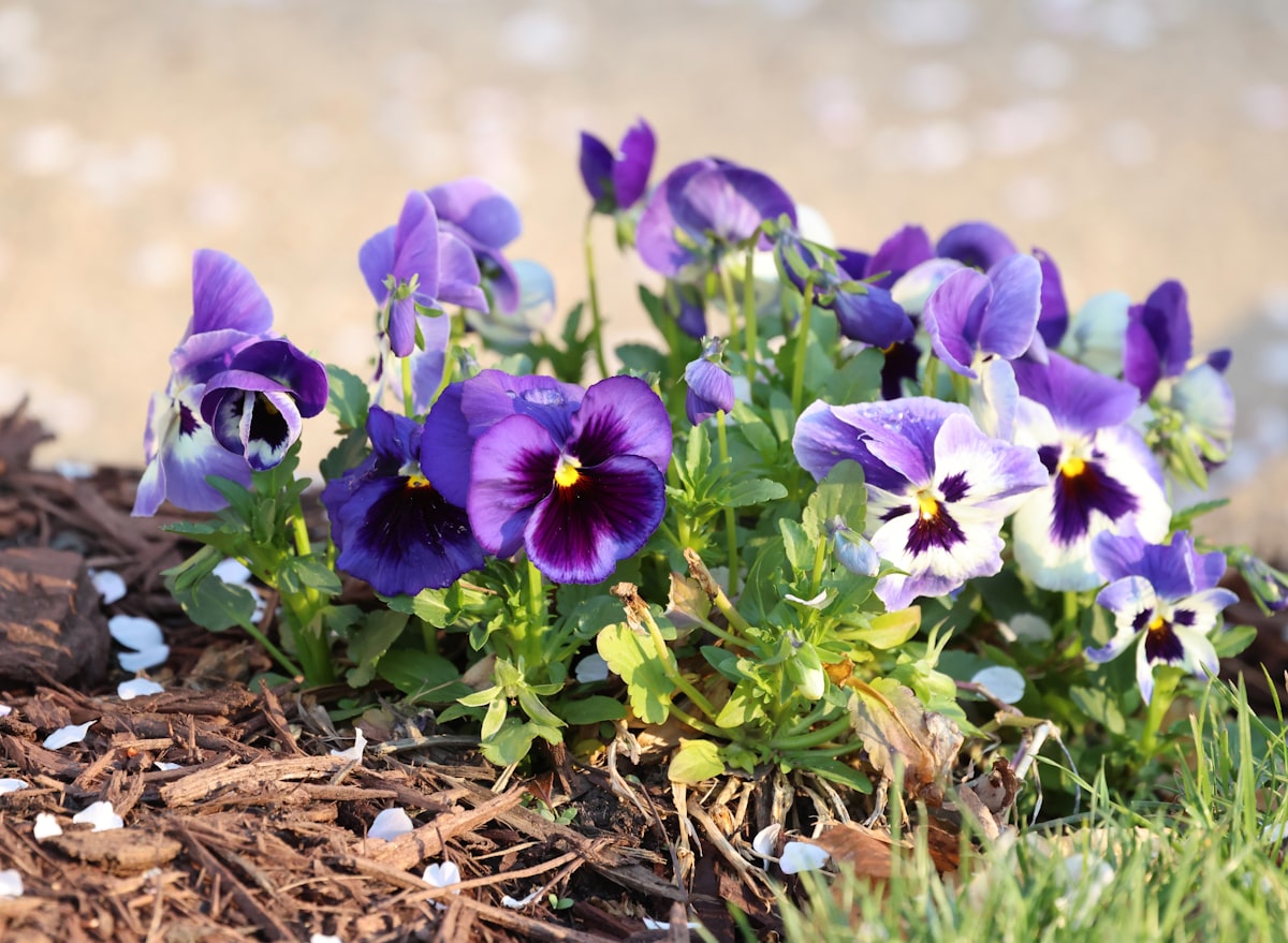 Purple and white pansies blooming in mulch related to Blooming Beauty: 5 Flower Bed Designs to Inspire Your Garden
