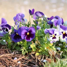 Purple and white pansies blooming in mulch related to Blooming Beauty: 5 Flower Bed Designs to Inspire Your Garden