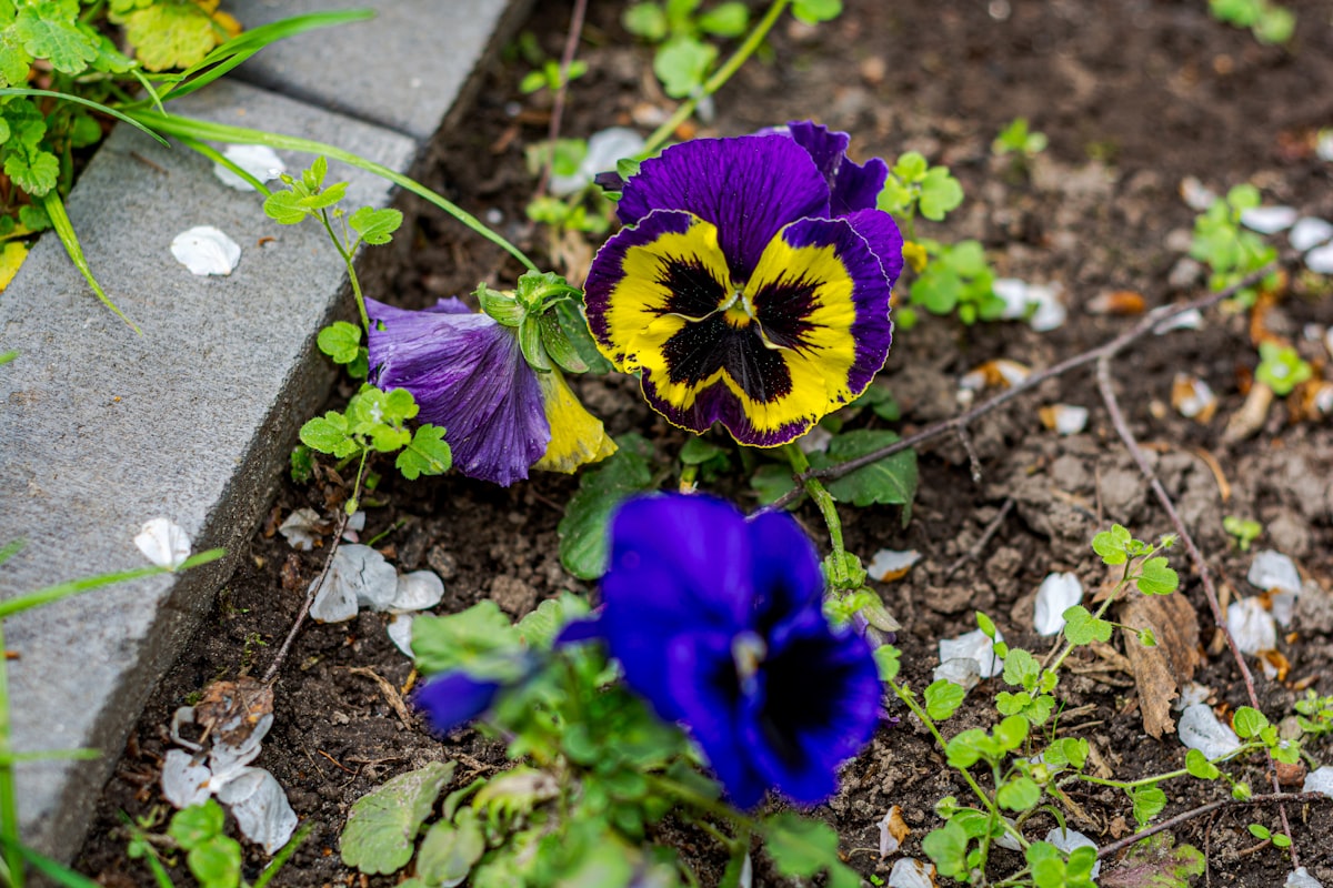 Purple and yellow pansy flowers growing in soil. related to The Ultimate Guide to Choosing the Best Soil for Raised Beds