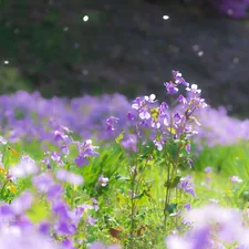 Purple flowers. (Orychophragmus violaceus) related to Elevate Your Gardening: The Benefits and Design of Raised Beds