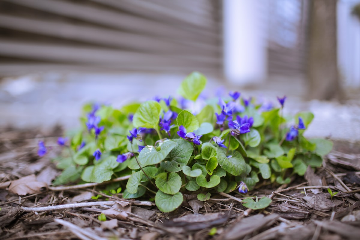 Purple violets blooming close to the ground in early spring. related to Exploring the Benefits and Styles of Low to the Ground Beds