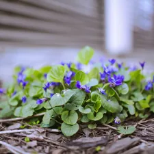Purple violets blooming close to the ground in early spring. related to Exploring the Benefits and Styles of Low to the Ground Beds