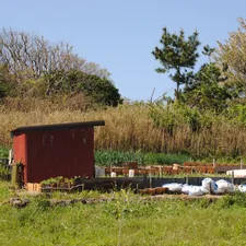 Red chicken coop with garden beds and white chickens. related to The Benefits of Elevated Gardening with Raised Vegetable Garden Beds