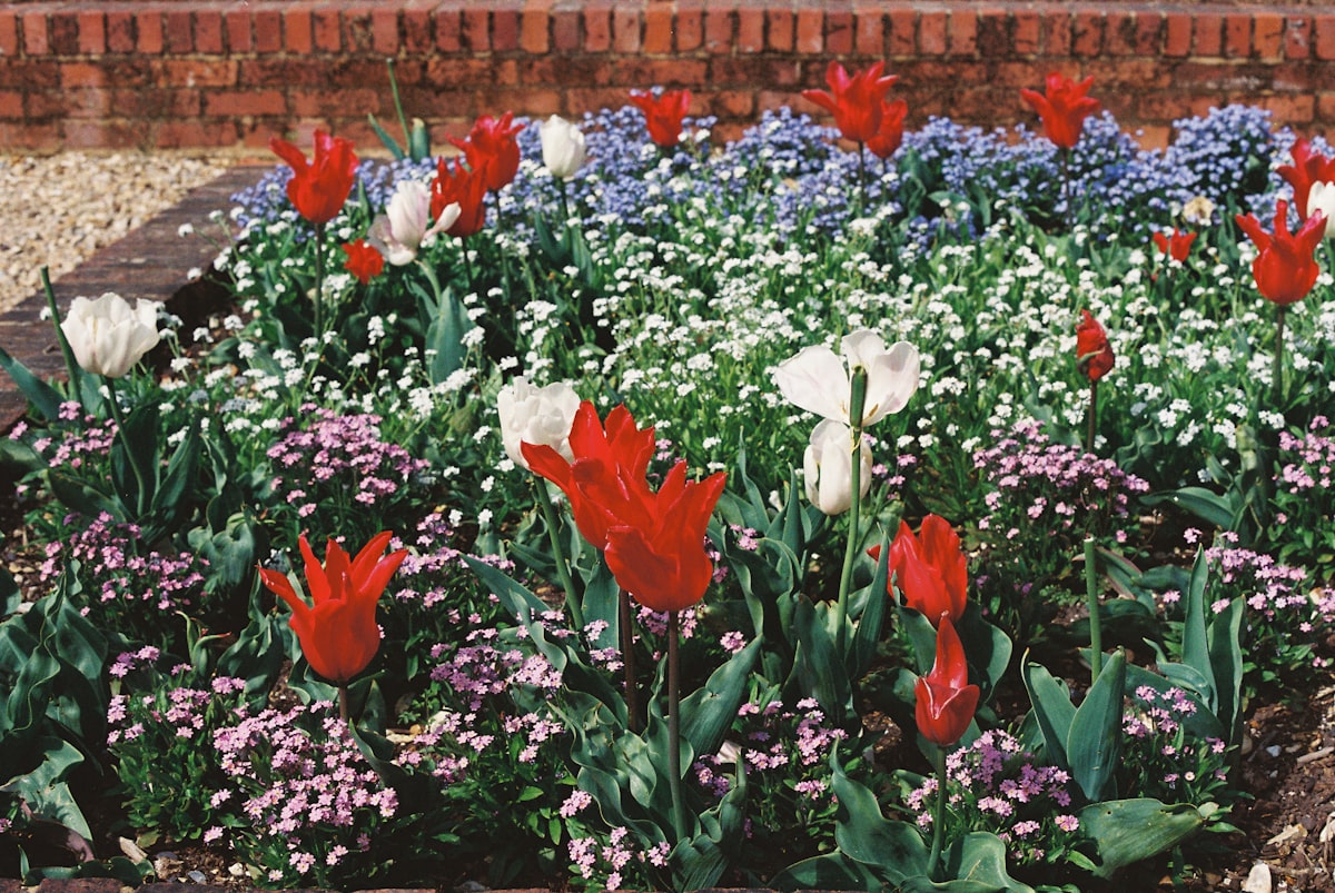Red tulips bloom among small pink and blue flowers. related to Creative Flower Bed Edging Ideas to Transform Your Garden