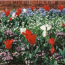 Red tulips bloom among small pink and blue flowers. related to Creative Flower Bed Edging Ideas to Transform Your Garden