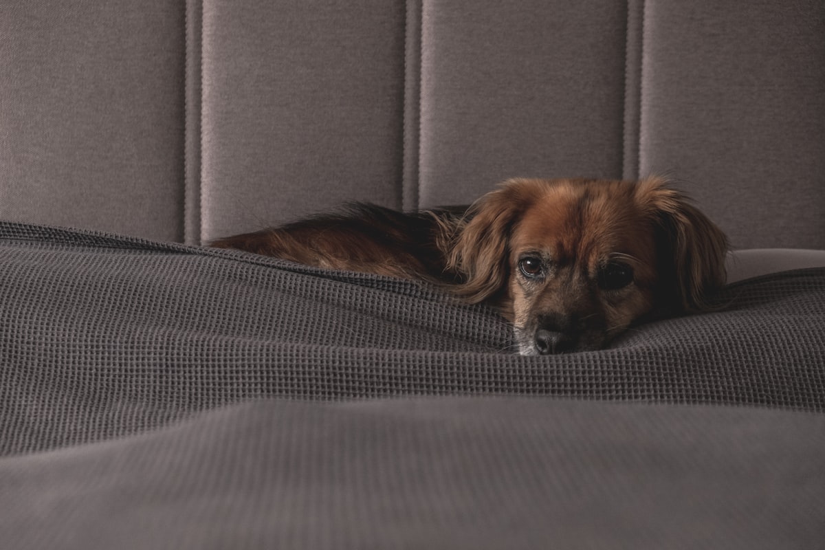 Relaxing Dog on a Moody Winterday in bed. related to Dog Ramps for Beds: Enhance Your Pet's Comfort