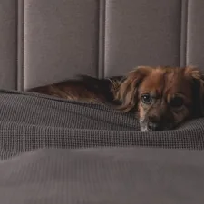 Relaxing Dog on a Moody Winterday in bed. related to Dog Ramps for Beds: Enhance Your Pet's Comfort