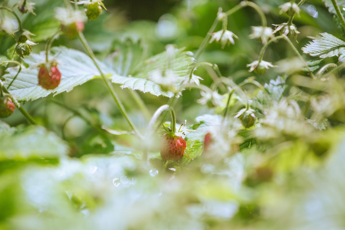 Ripe wild strawberries hidden among green leaves and stems in a garden patch. related to Discover the Cozy Charm of Berry Patch Bed and Breakfast