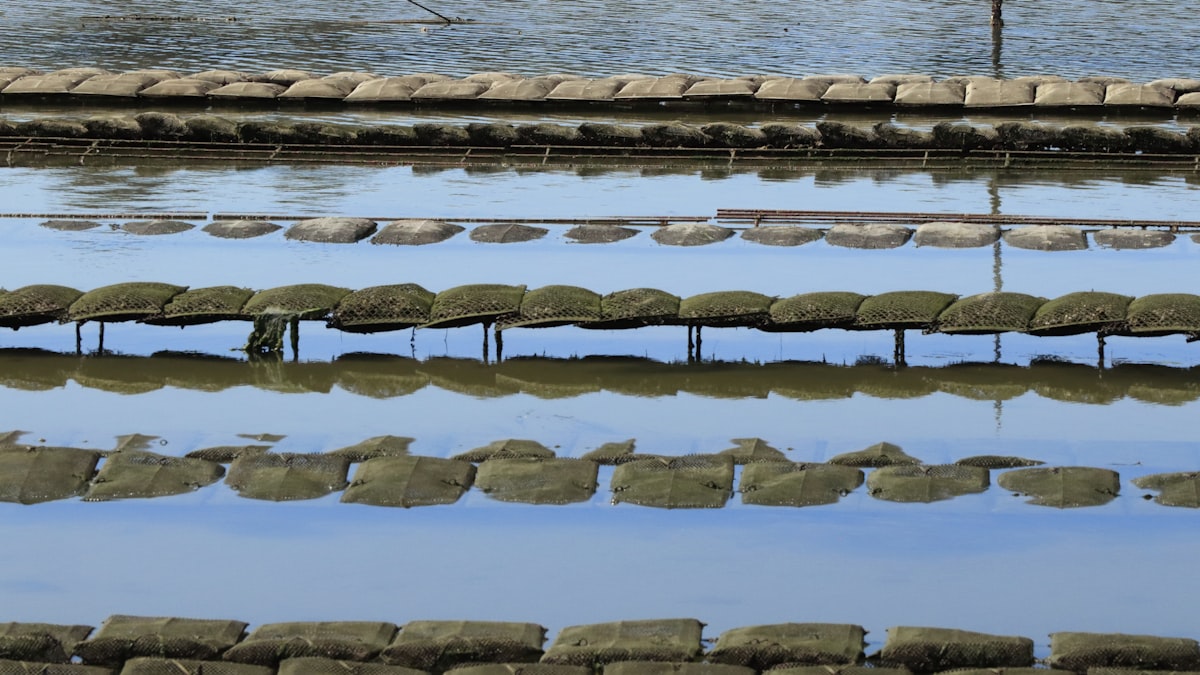 Rows of oyster cages submerged in water related to The Ultimate Guide to Water Beds and Stuff: A Deep Dive into Comfort and Innovation