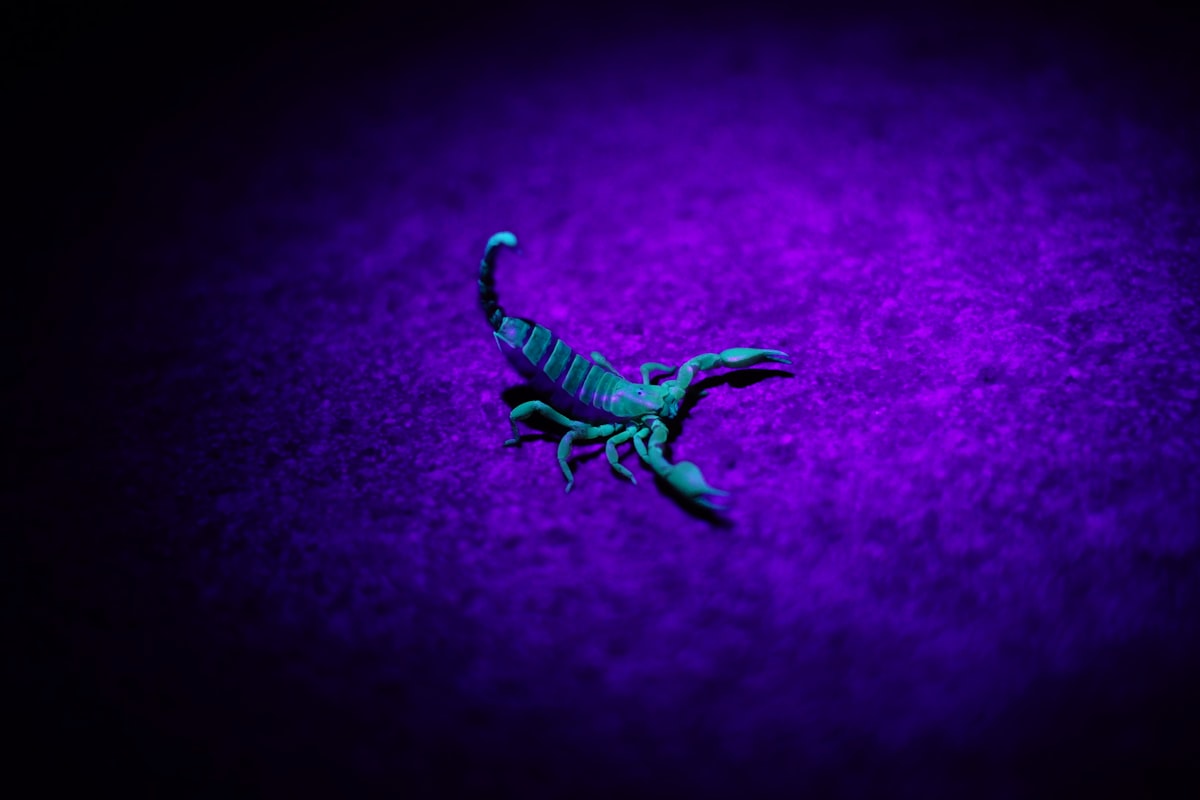 Scorpion in devense position. Illuminated by UV-light. 
(not sure which specie it is) related to Protect Your Sleep Sanctuary with a Scorpions Bed Liner