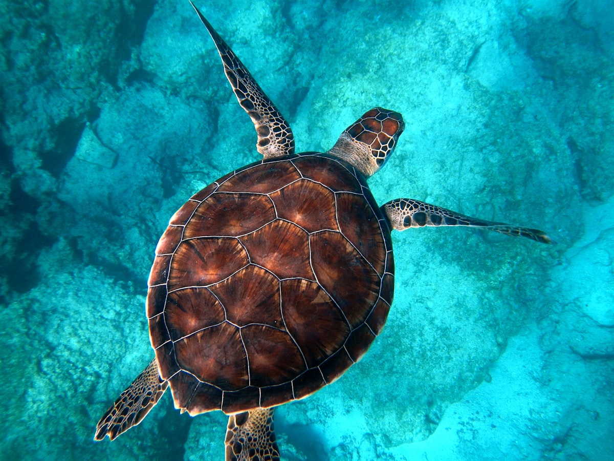 Sea turtle swimming related to Dive into Comfort: The Ultimate Guide to Sea Turtle Bed Sheets