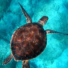 Sea turtle swimming related to Dive into Comfort: The Ultimate Guide to Sea Turtle Bed Sheets