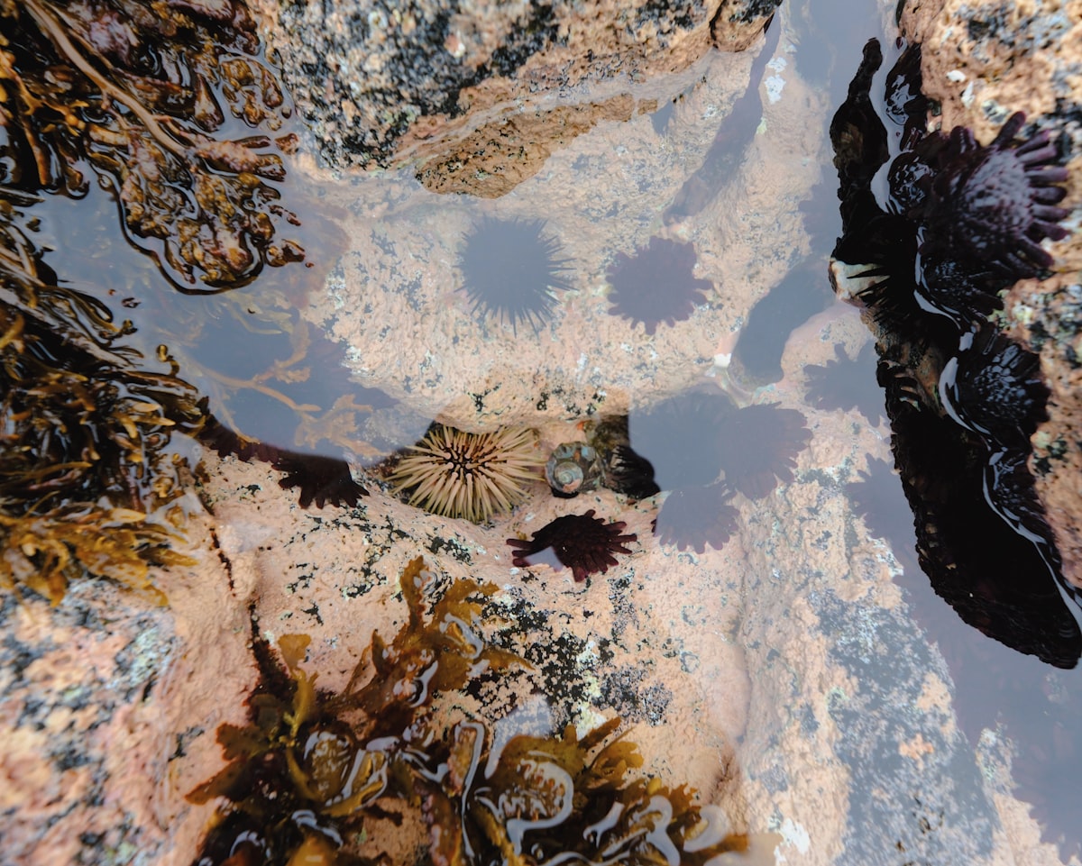 Sea urchins and anemones in a tide pool. related to Transform Your Bedroom with Sea Life Bedding: A Fresh Coastal Vibe