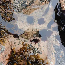 Sea urchins and anemones in a tide pool. related to Transform Your Bedroom with Sea Life Bedding: A Fresh Coastal Vibe