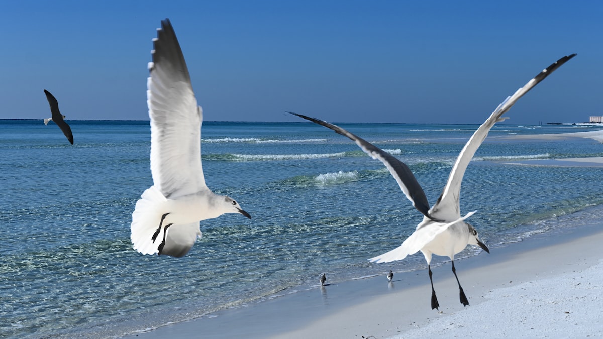 Seagulls at Destin-Beach, Florida on December 8, 2020 related to Discover the Charm of Destin Bed and Breakfasts