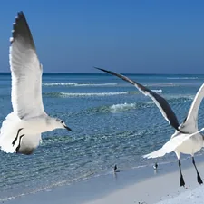 Seagulls at Destin-Beach, Florida on December 8, 2020 related to Discover the Charm of Destin Bed and Breakfasts