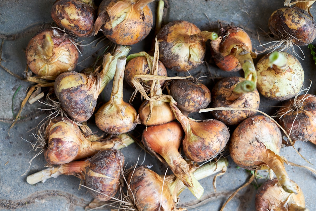 Selective focus on drying onions. Summertime. Close up. related to Understanding Tanning Bed Bulbs: Price Breakdown and Buying Guide