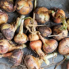 Selective focus on drying onions. Summertime. Close up. related to Understanding Tanning Bed Bulbs: Price Breakdown and Buying Guide