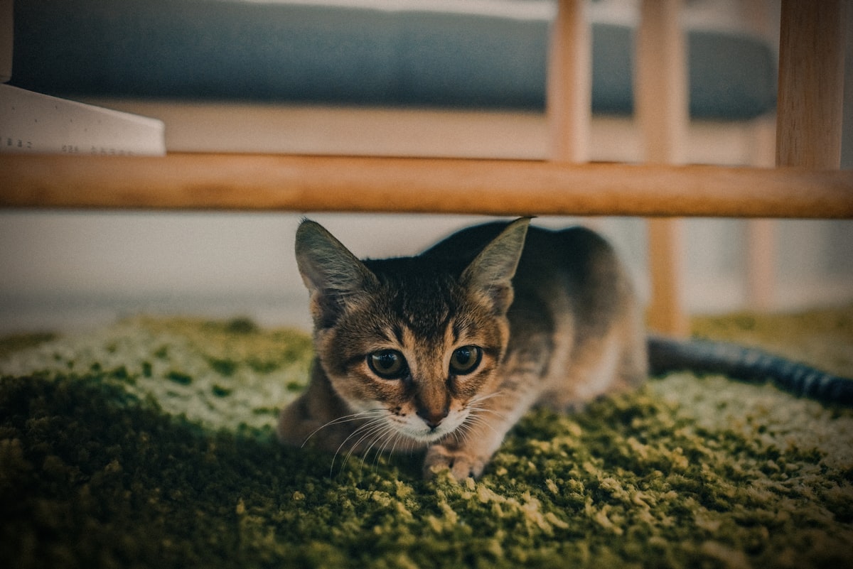 selective focus photography of brown tabby cat under brown wooden frame related to Purr-fectly Mysterious: Why Your Cat is Peeing on Your Bed