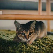 selective focus photography of brown tabby cat under brown wooden frame related to Purr-fectly Mysterious: Why Your Cat is Peeing on Your Bed