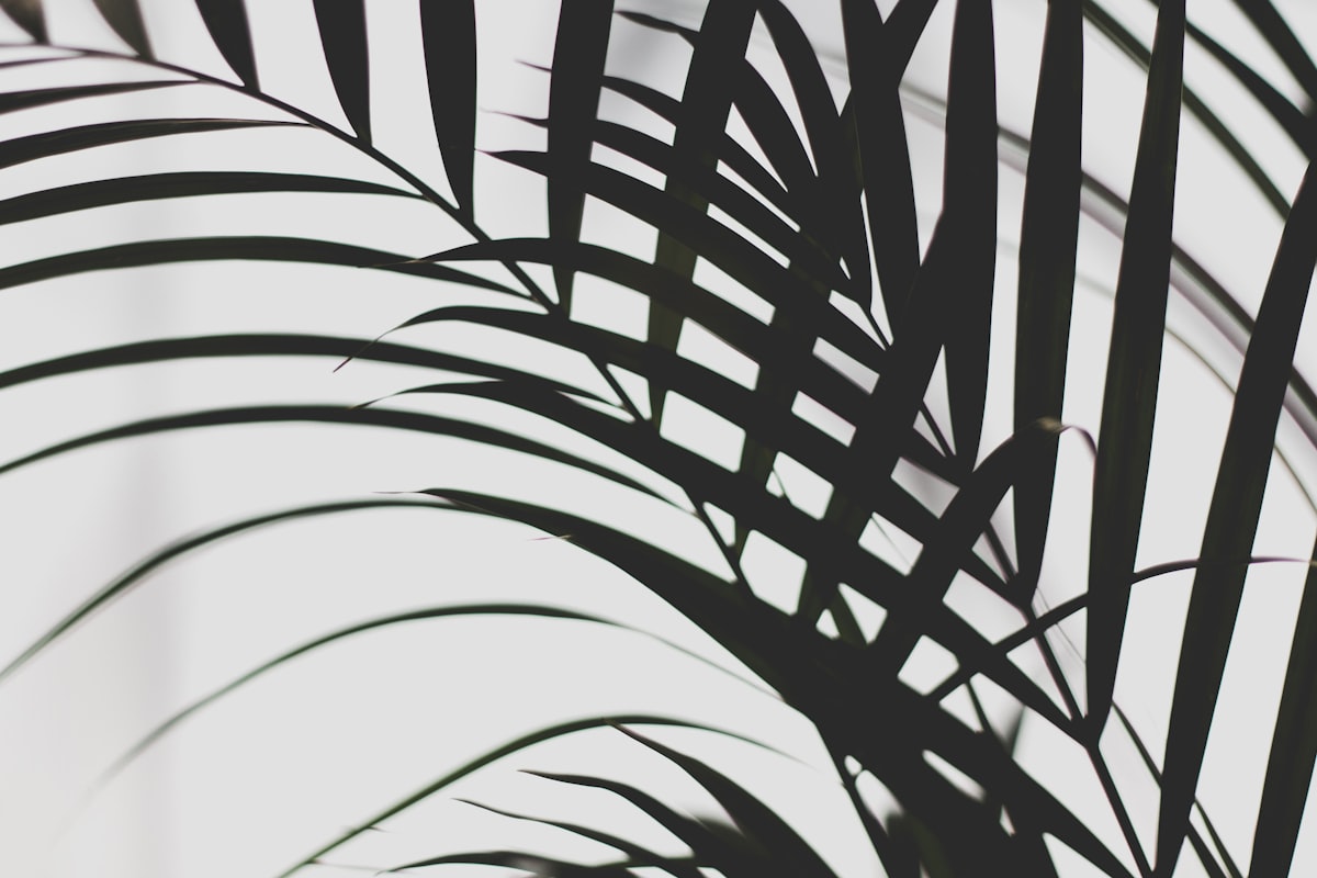 selective photo of leafed plant related to Palm Tree Bedding: A Tropical Paradise in Your Bedroom