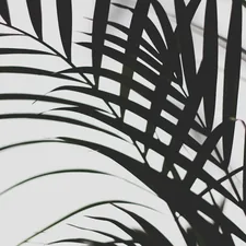 selective photo of leafed plant related to Palm Tree Bedding: A Tropical Paradise in Your Bedroom