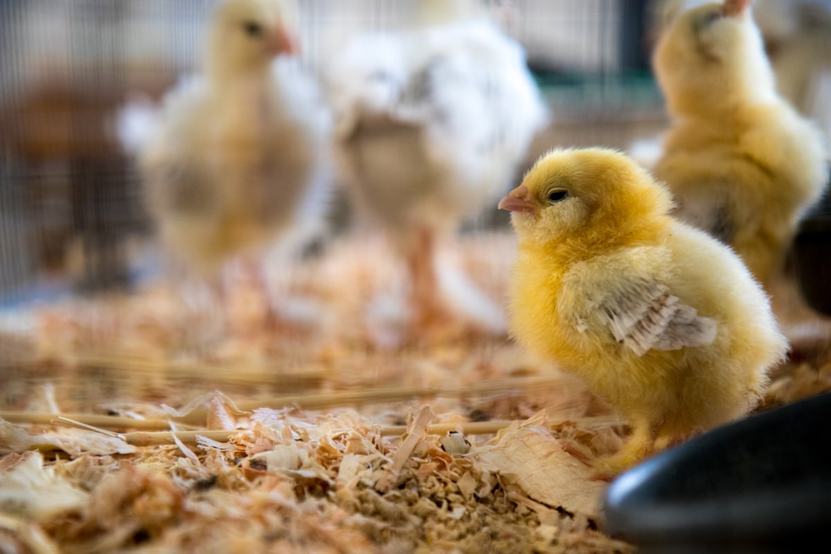 shallow focus photography of yellow chick related to Best Bedding for Chickens: A Complete Guide for Comfort and Cleanliness