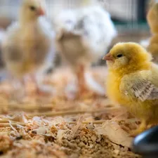 shallow focus photography of yellow chick related to Best Bedding for Chickens: A Complete Guide for Comfort and Cleanliness