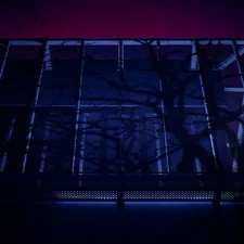 silhouette of tree branches related to The Ultimate Sleep Experience: WWE Wrestling Ring Bed