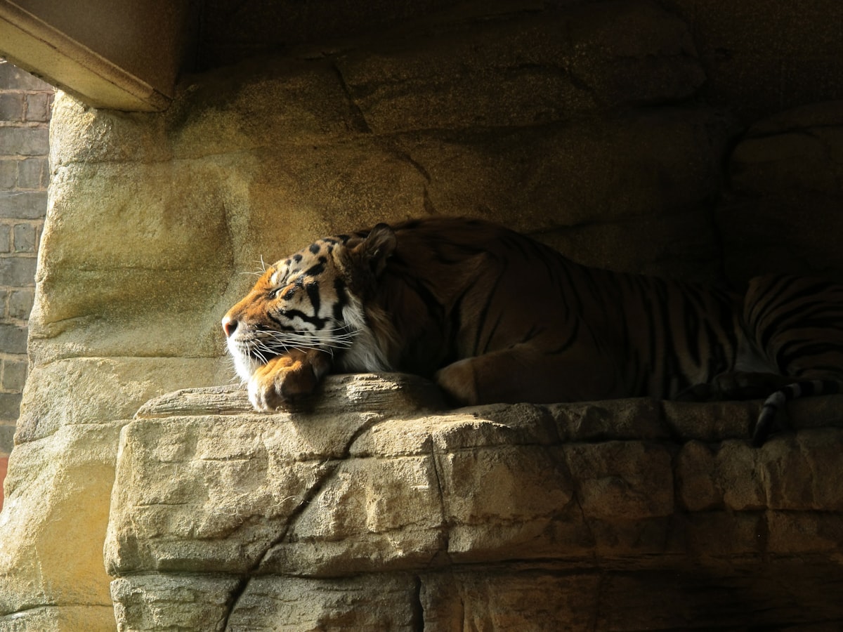 sleepy related to Creating the Perfect Sleep Space with Daniel Tiger Bed
