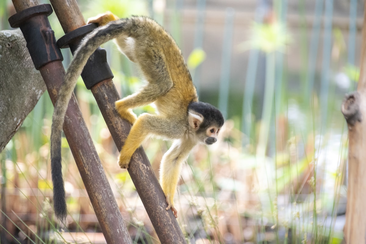 Spider Monkey related to 5 Little Monkeys Jumping on the Bed