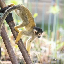 Spider Monkey related to 5 Little Monkeys Jumping on the Bed
