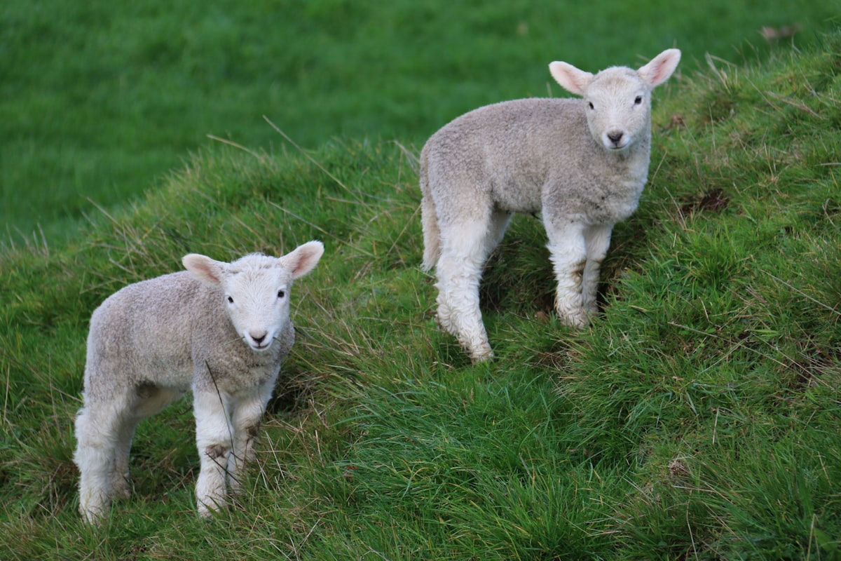 Spring Lambs related to Explore the Charm of Baby Bedding