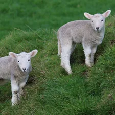 Spring Lambs related to Explore the Charm of Baby Bedding