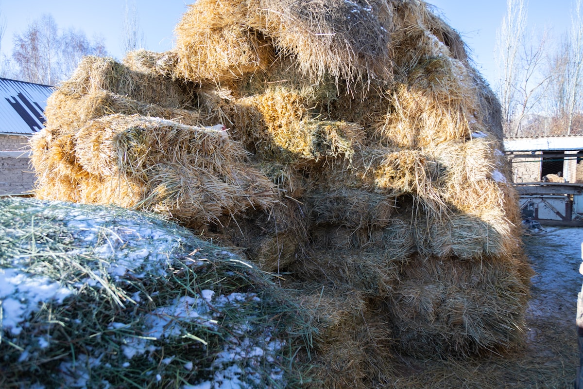 Stack of grass hay bales for a cattle related to Discover the Best Bale Beds for Sale: Your Ultimate Guide