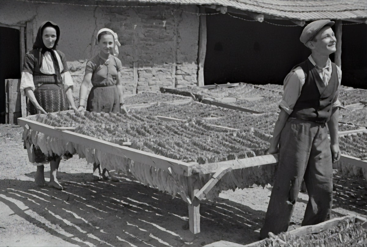 Stein plant: tobacco leaves are dried. 1941 related to Exploring the World of Bunk Beds for Children