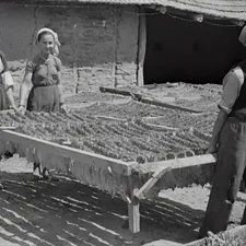 Stein plant: tobacco leaves are dried. 1941 related to Exploring the World of Bunk Beds for Children