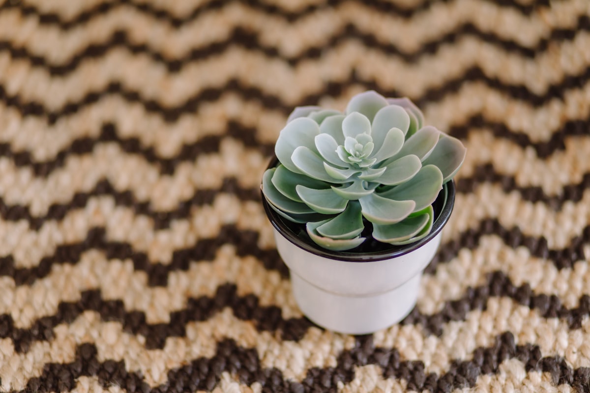Succulent on chevron flooring related to Transform Your Space with Chevron Twin Bedding: A Trendy Touch for Every Bedroom