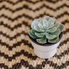Succulent on chevron flooring related to Transform Your Space with Chevron Twin Bedding: A Trendy Touch for Every Bedroom