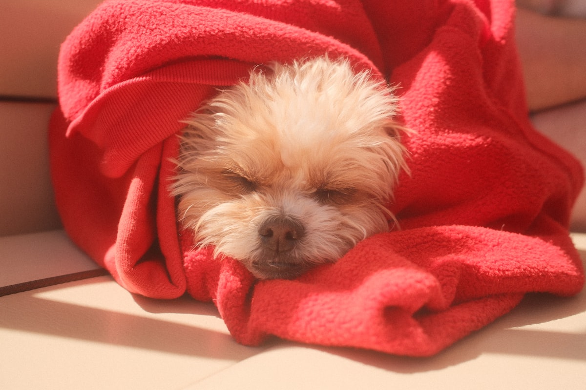 Summer Fun related to Sleeping Comfort: Top Bed Sheets on Amazon